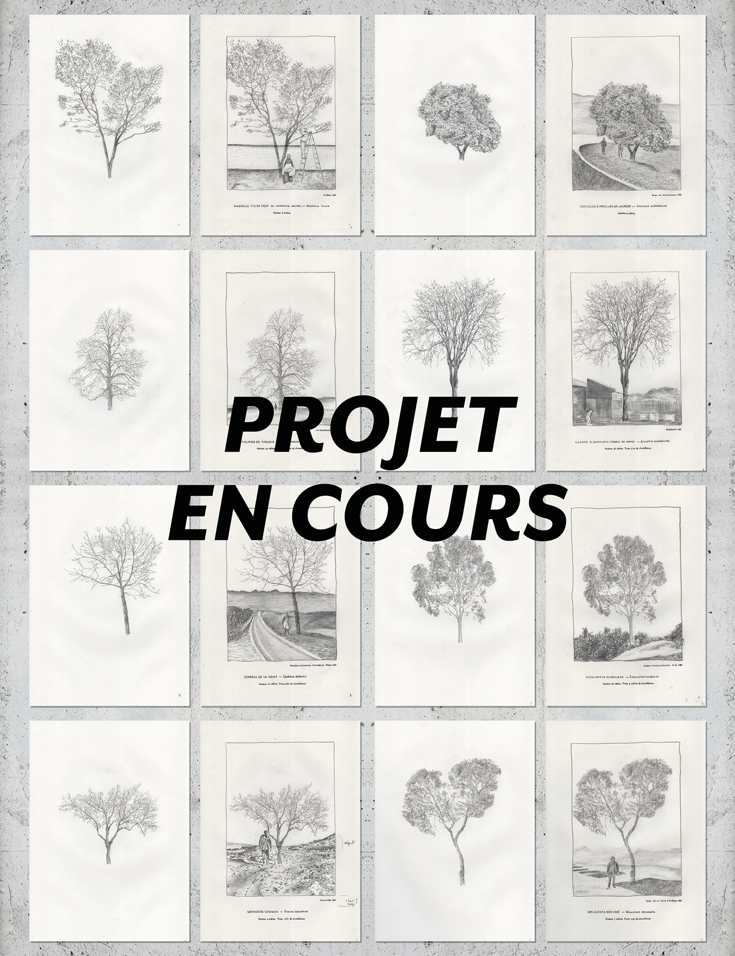 dessins arbres